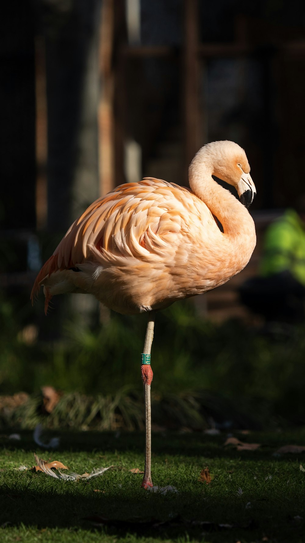 Rosa Flamingo steht auf Wiese