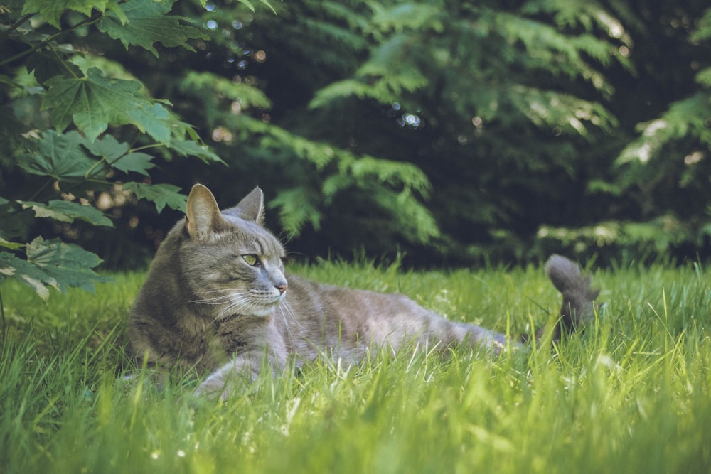grey cat lying on green grass near trees during daytime