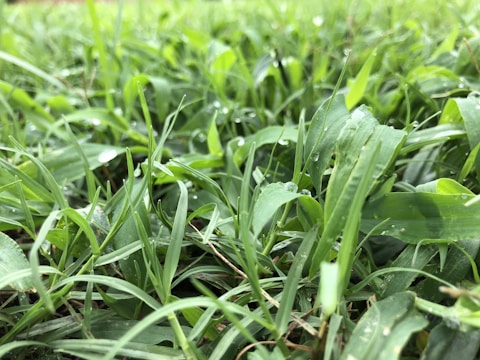Close-up of healthy, dense Korean carpet grass blades glistening with morning dew.