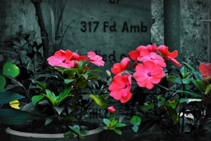 Bright pink flowers with lush green leaves thriving in a potted plant set against a shadowy, textured background. Faded text is partially visible in the background.