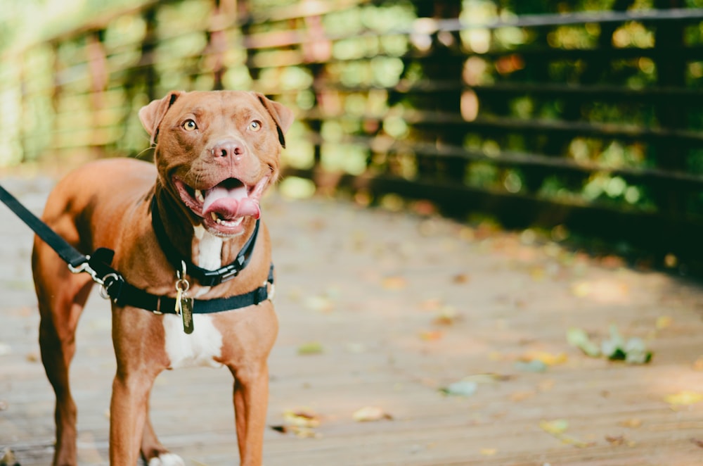 Pit bull rivestito di marrone e bianco che indossa guinzaglio per il corpo del cane in pelle nera