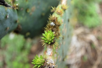 Close-up of a cactus pad with clusters of developing buds and spines. The plant's surface is textured, and the background is blurred with natural colors.