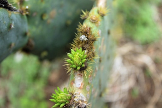 Close-up of a cactus pad with clusters of developing buds and spines. The plant's surface is textured, and the background is blurred with natural colors.