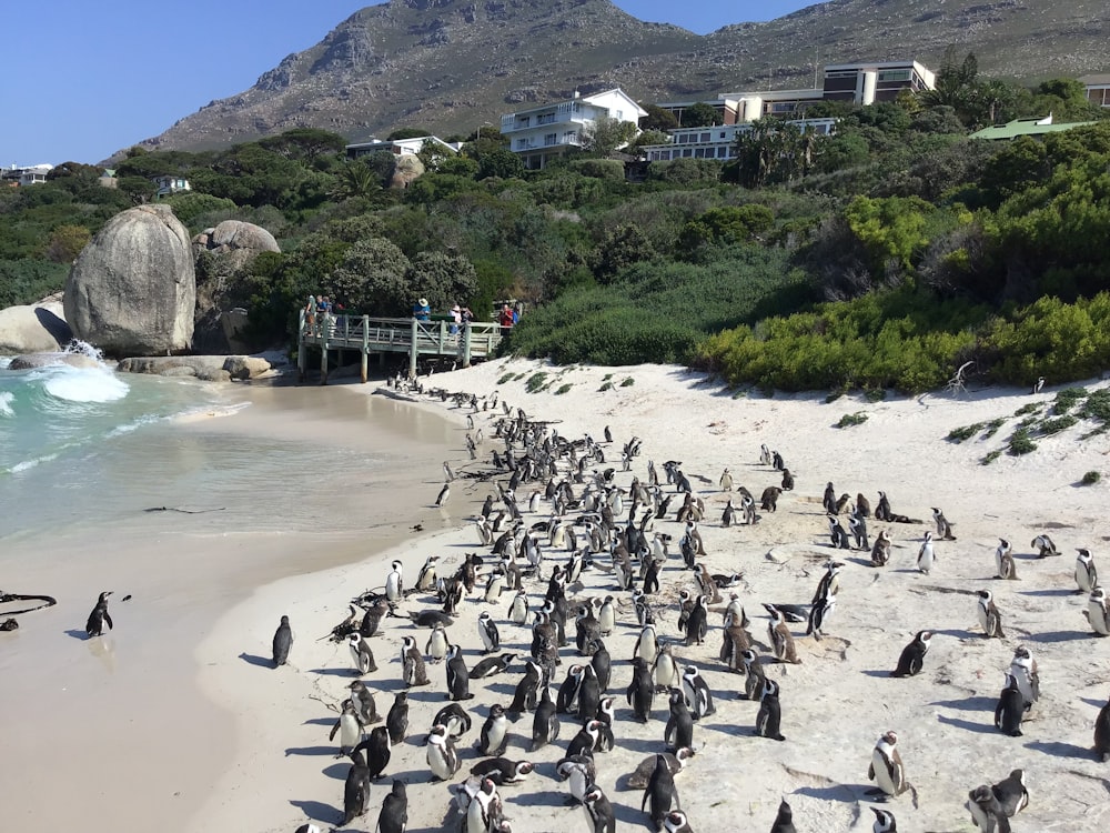 bando de pinguins à beira-mar durante o dia