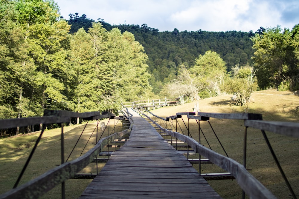 brown wooden boardwalk and green tress