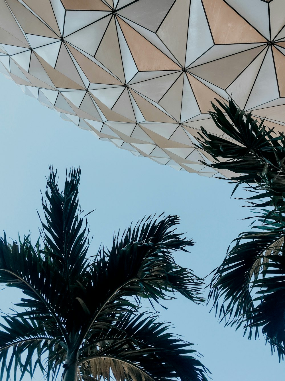 low angle photography of palm trees under blue sky