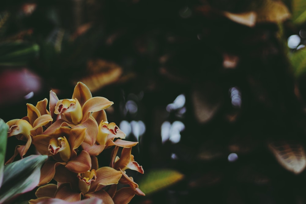 visão de baixo ângulo das plantas