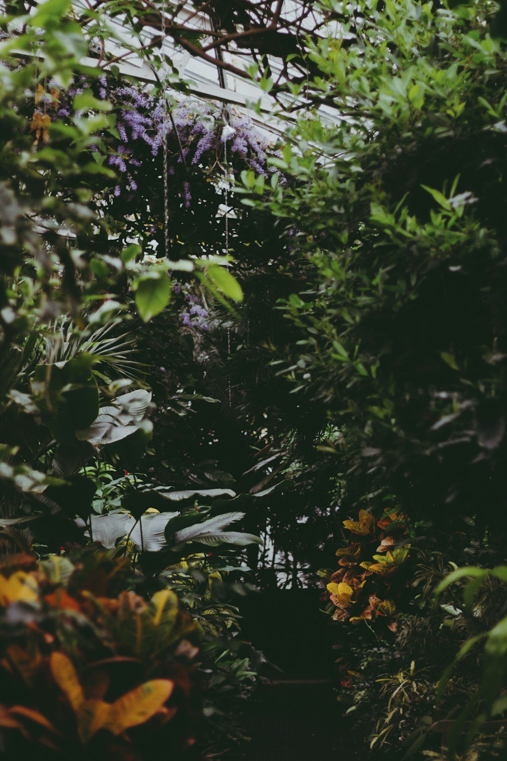 close view of green shrubs