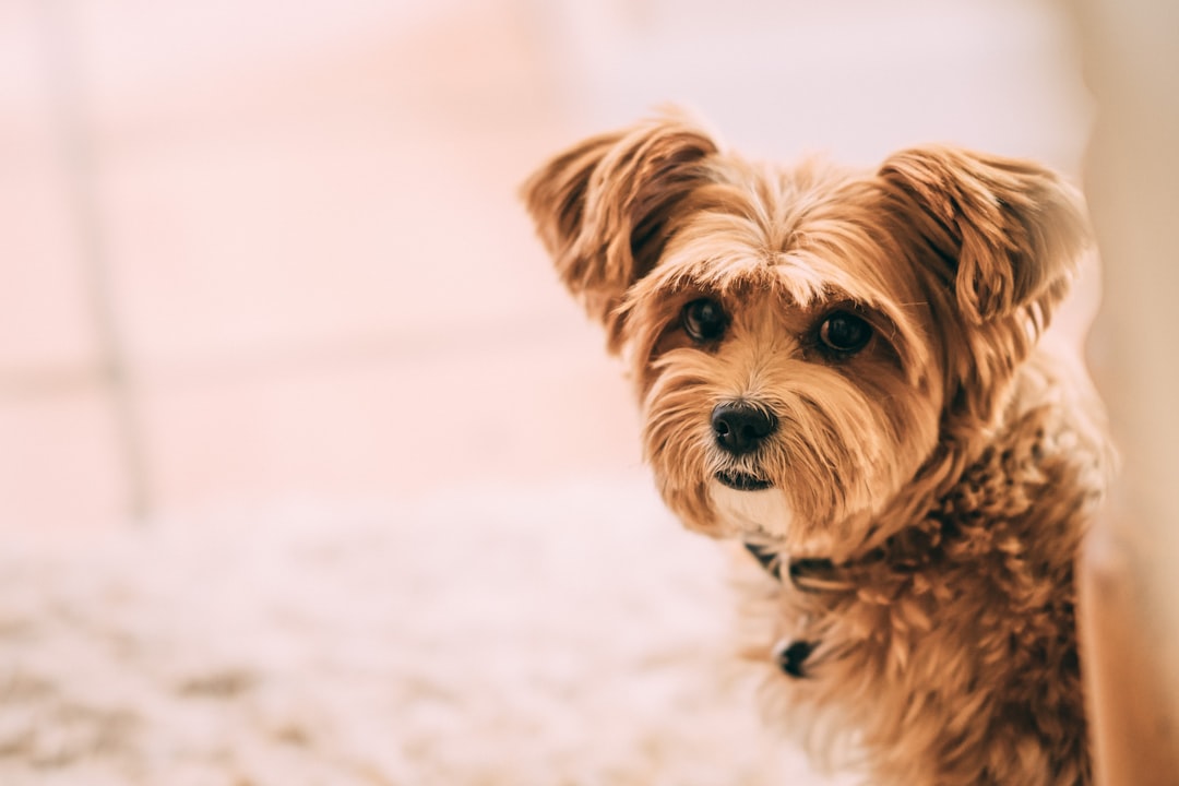 close-up photography of long-coated brown puppy