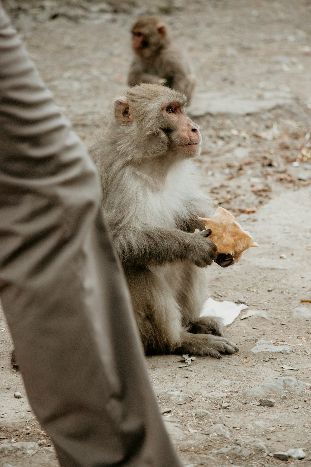 two monkeys sitting on the ground holding food