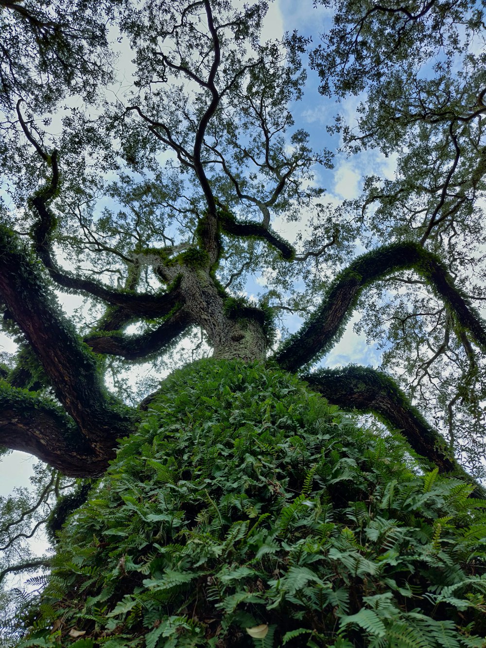 brown tree bark with moist