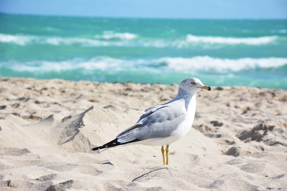 white and grey bird on sand during daytime