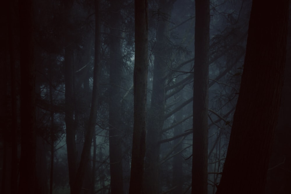 forest trees during foggy night