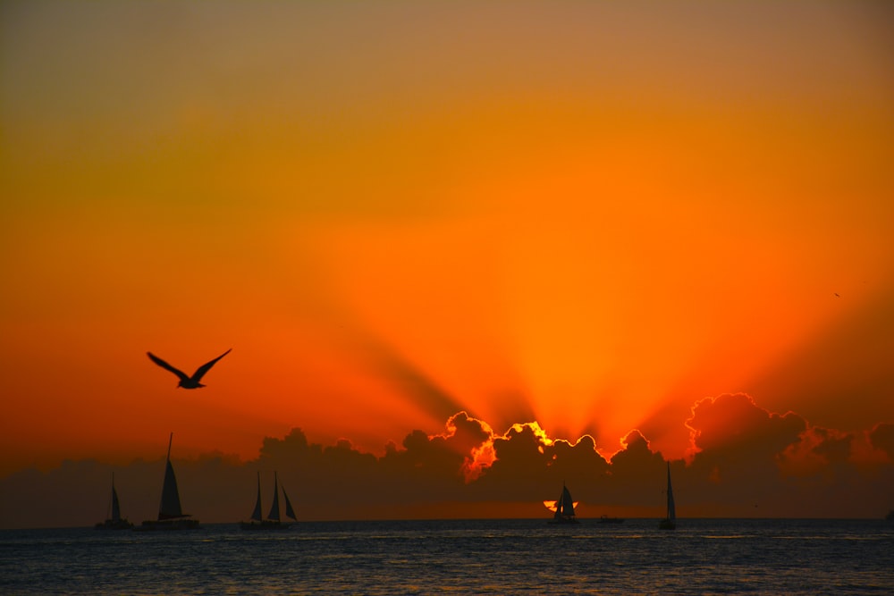 bird flying over sea during golden hour