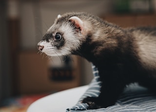 black and grey otter animal