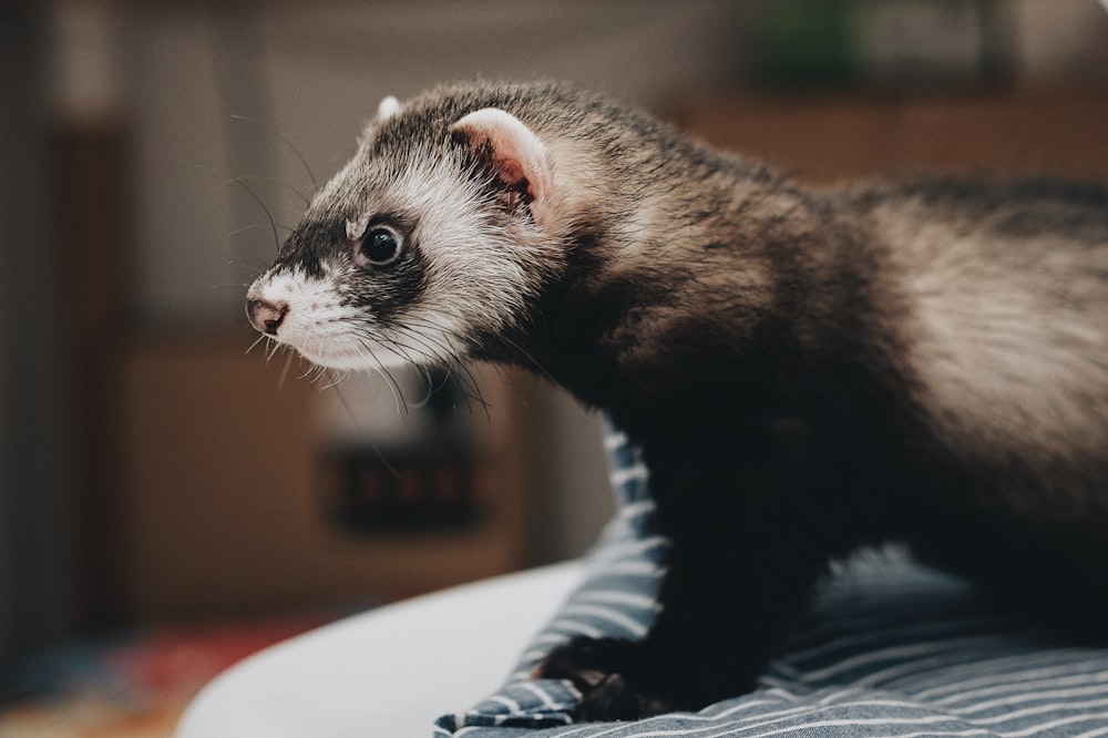 black and grey otter animal