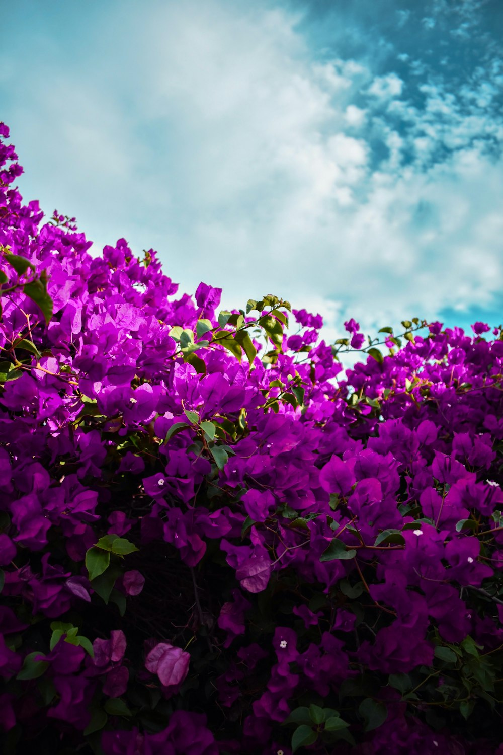 fleurs pourpres des prés