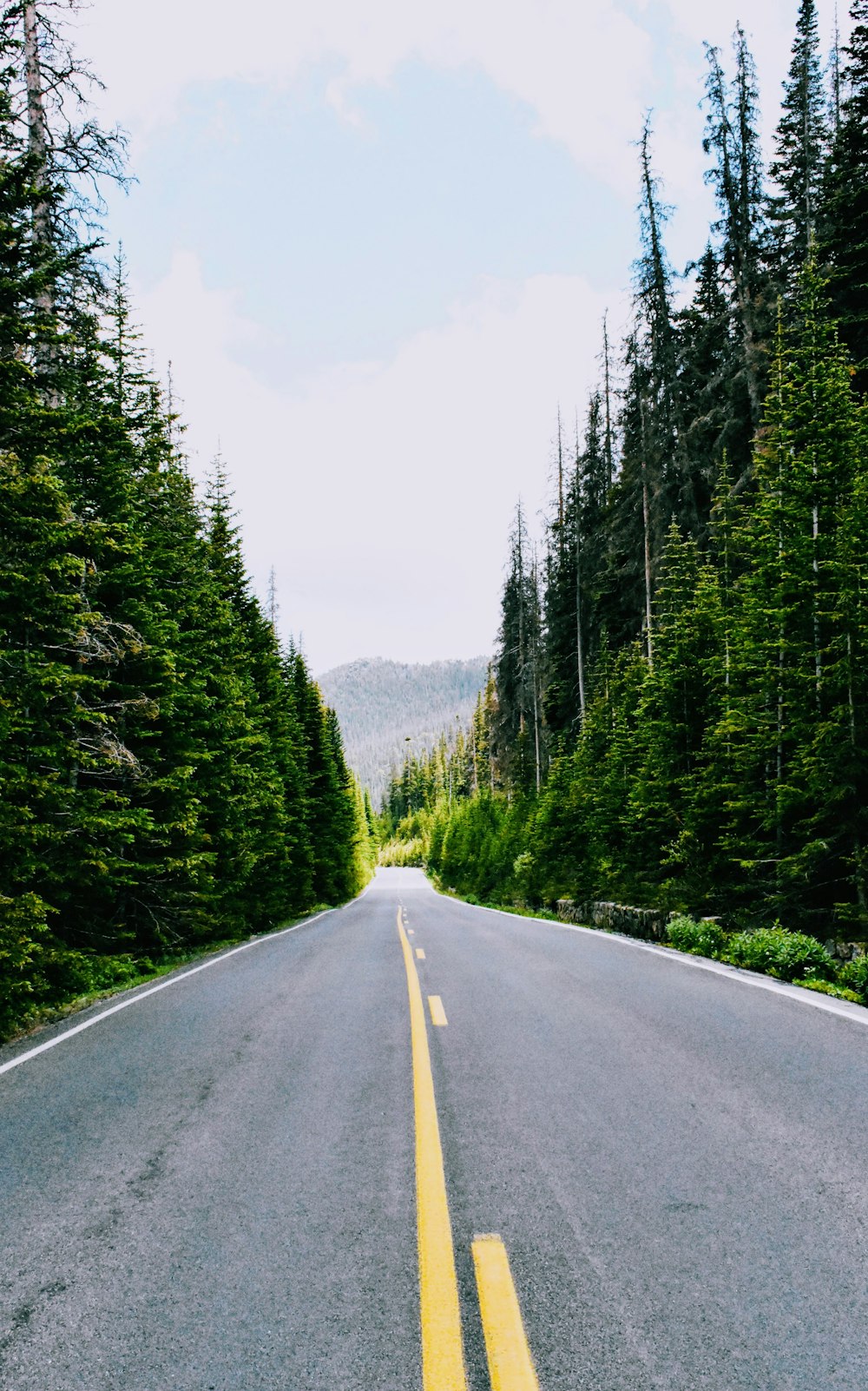 concrete road between trees