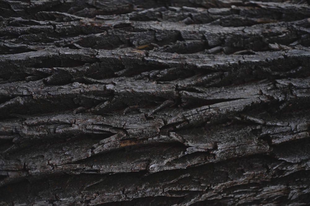 a close up of the bark of a tree