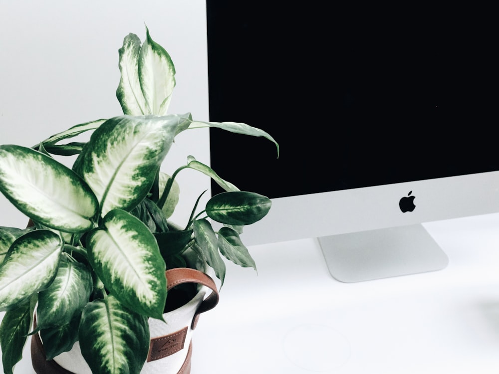 green and white dumb cane plant