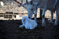 A mother goat gently nuzzling her playful kid near a rustic wooden fence.