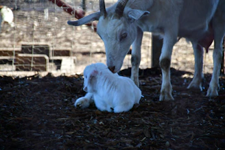 A mother goat gently nuzzling her playful kid near a rustic wooden fence.