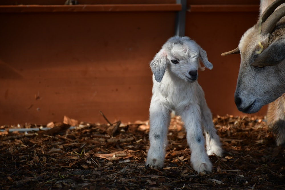 white goat kit