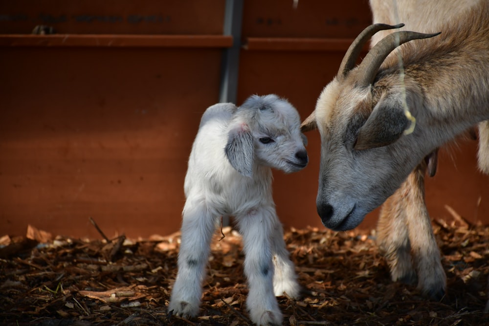 Dos cabras en el campo