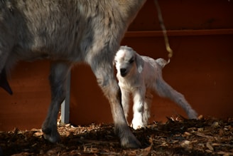 A young goat stands close to an adult goat against a warm-toned background. The ground is covered with wood chips, and sunlight casts shadows, highlighting the soft textures of the goats' fur.