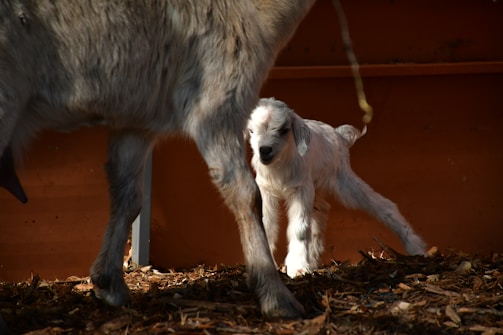 A young goat stands close to an adult goat against a warm-toned background. The ground is covered with wood chips, and sunlight casts shadows, highlighting the soft textures of the goats' fur.
