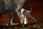 A young goat stands close to an adult goat against a warm-toned background. The ground is covered with wood chips, and sunlight casts shadows, highlighting the soft textures of the goats' fur.