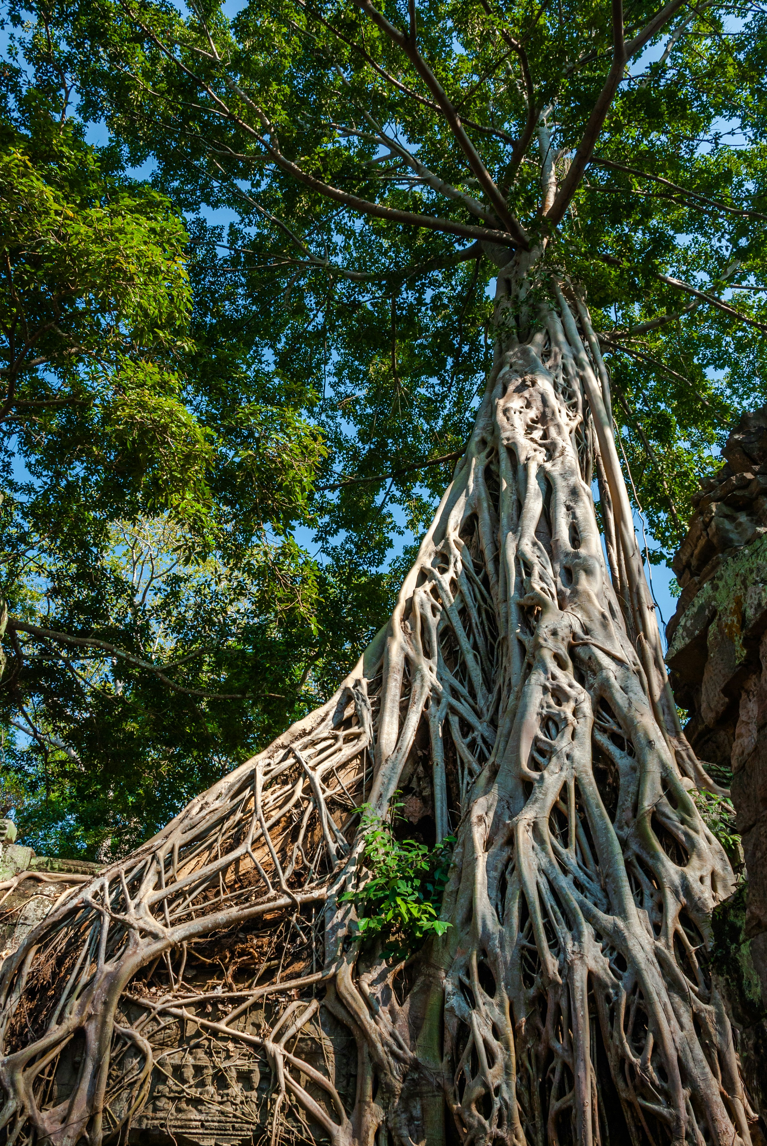 high-angle tall tree during daytime