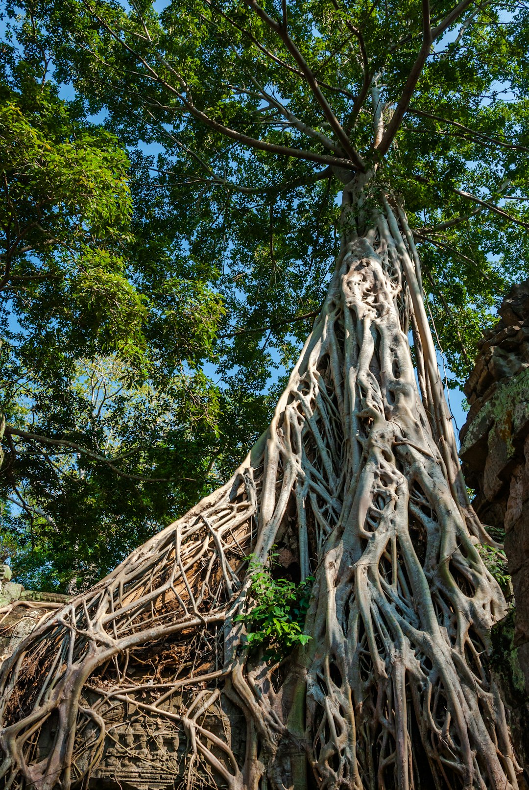 high-angle tall tree during daytime