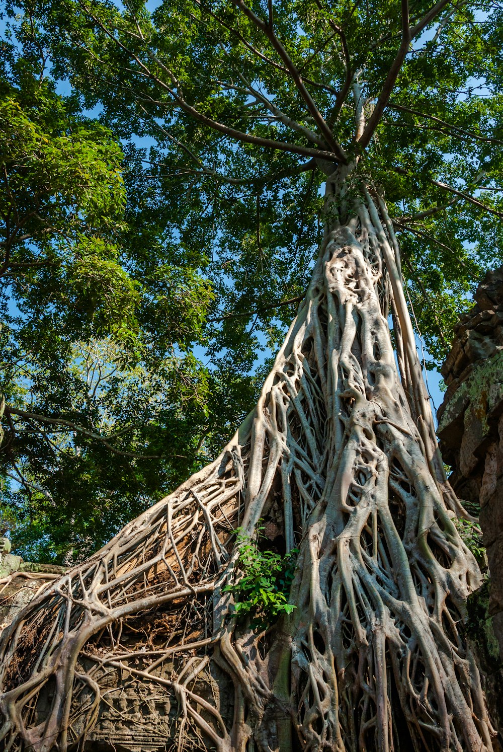 high-angle tall tree during daytime