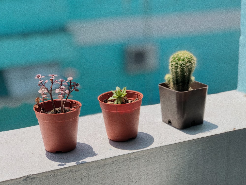 green catus on gray pot