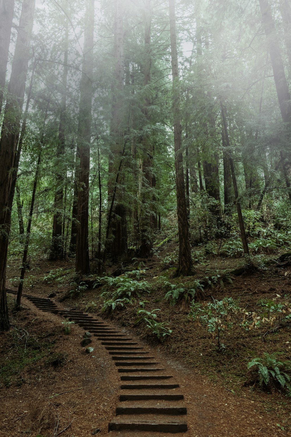 pathway between trees during daytime