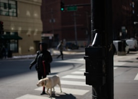 A person walks a dog on a city street, approaching a zebra crossing. The street scene is urban, with buildings in the background and a traffic light visible. The scene is slightly out of focus, giving it a candid, casual atmosphere.