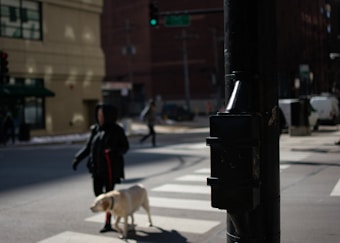 A person walks a dog on a city street, approaching a zebra crossing. The street scene is urban, with buildings in the background and a traffic light visible. The scene is slightly out of focus, giving it a candid, casual atmosphere.