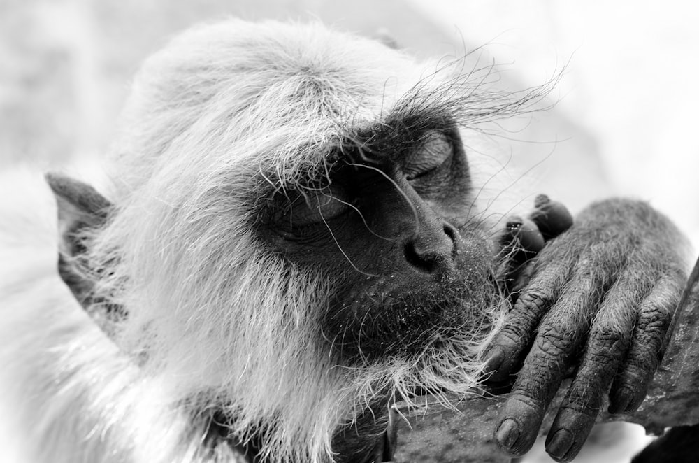 selective focus photography of gray monkey