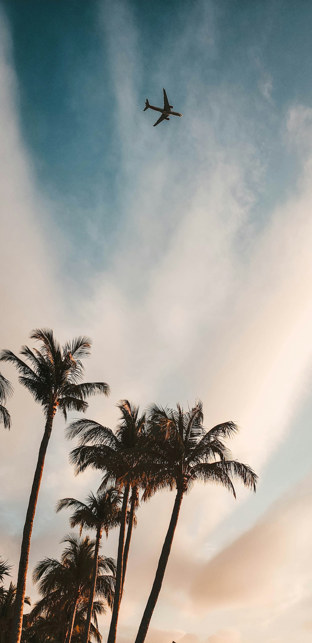 Plane flying over palm trees 