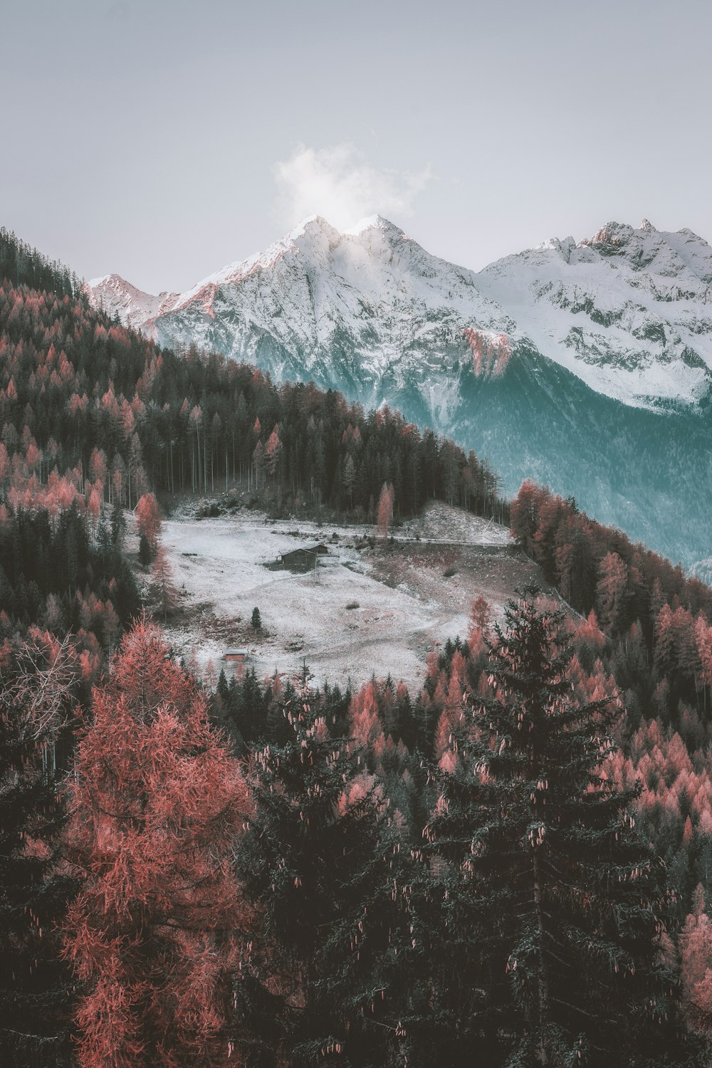 icy mountain and green trees scenry