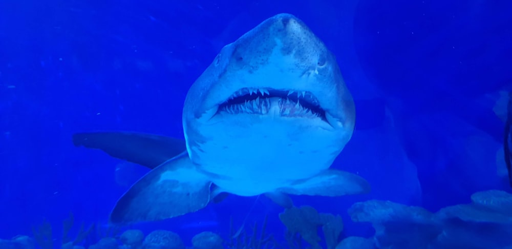 white and gray shark underwater
