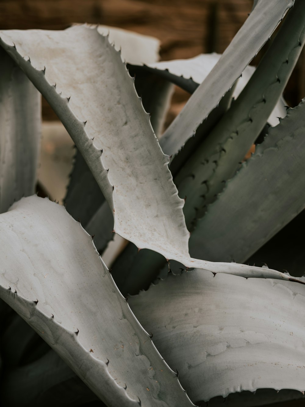 a close up of a plant with very large leaves