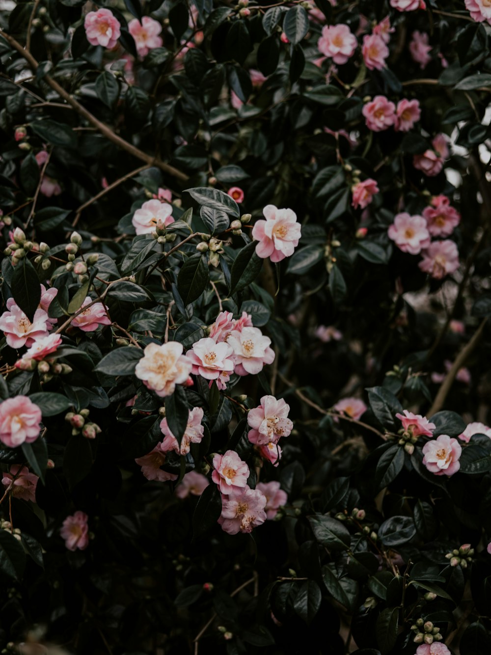 pink petaled flowers