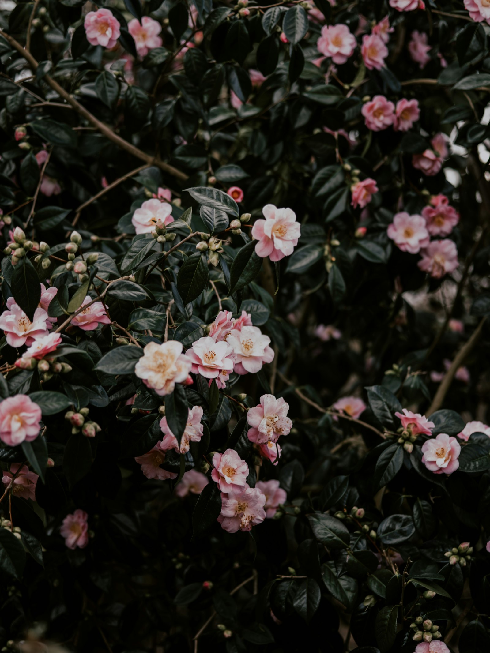 smc PENTAX-FA 645 Macro 120mm F4 sample photo. Pink petaled flowers photography