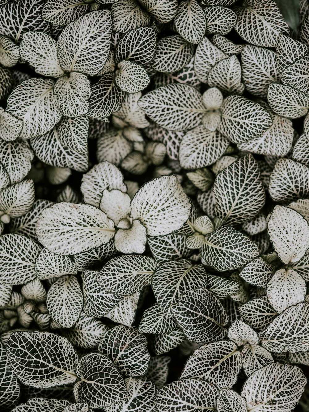 Fotografía en escala de grises de plantas