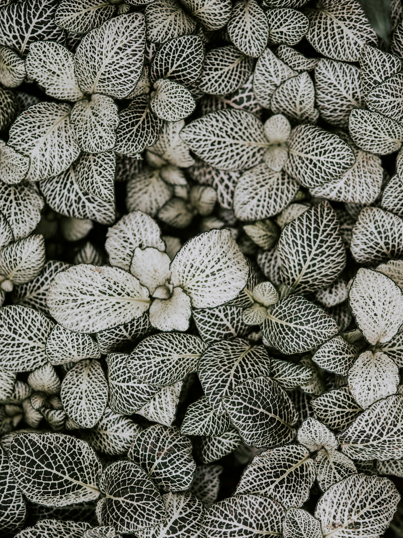 Pentax 645Z + smc PENTAX-FA 645 Macro 120mm F4 sample photo. Grayscale photography of plants photography