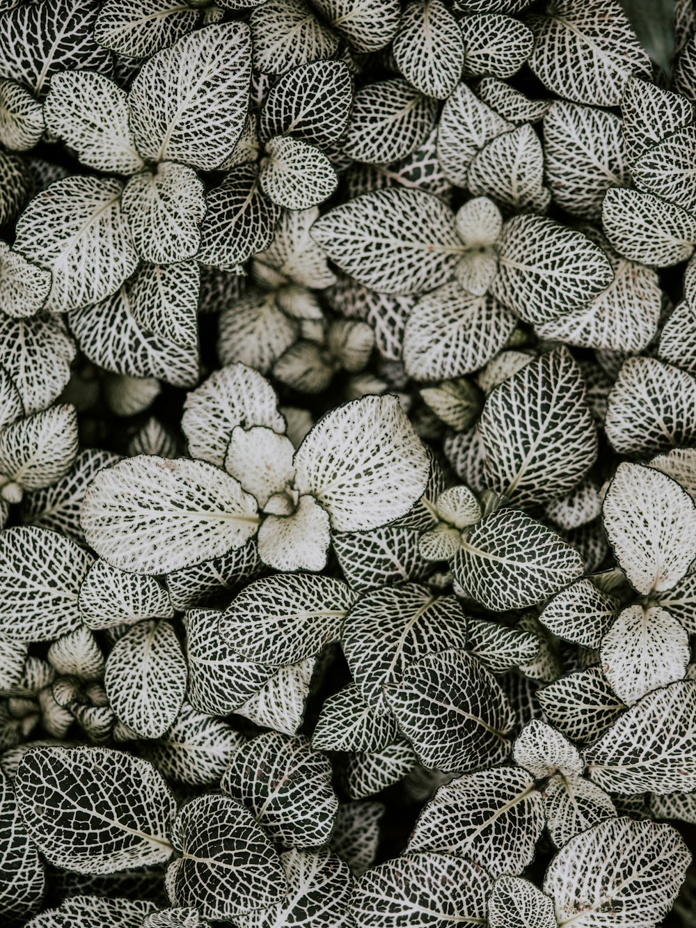 Photographie en niveaux de gris de plantes