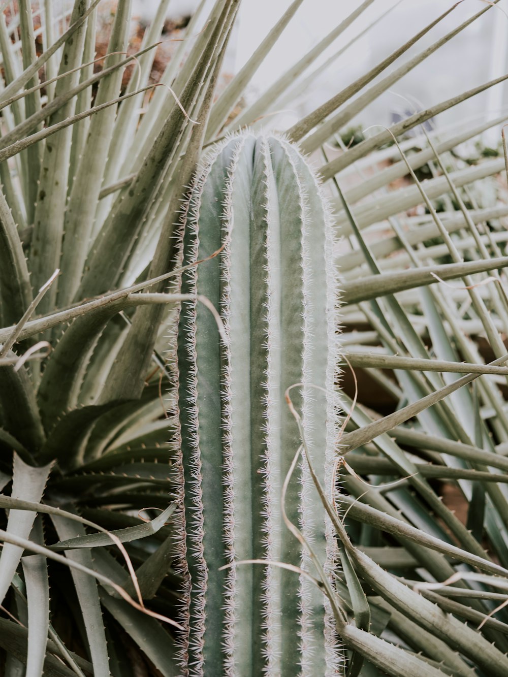 cactus plant during daytime