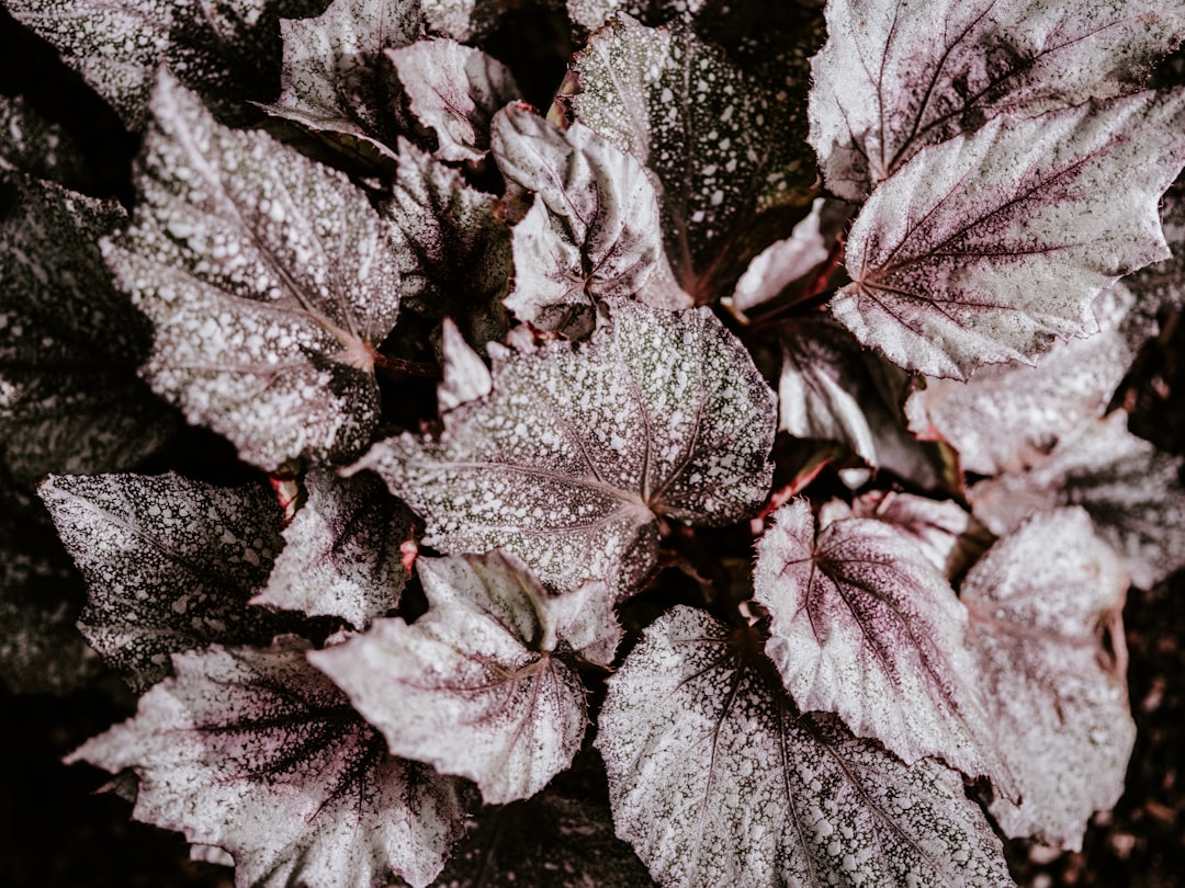 purple and gray leaf